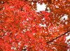 20051119_oyanagawatrip_033